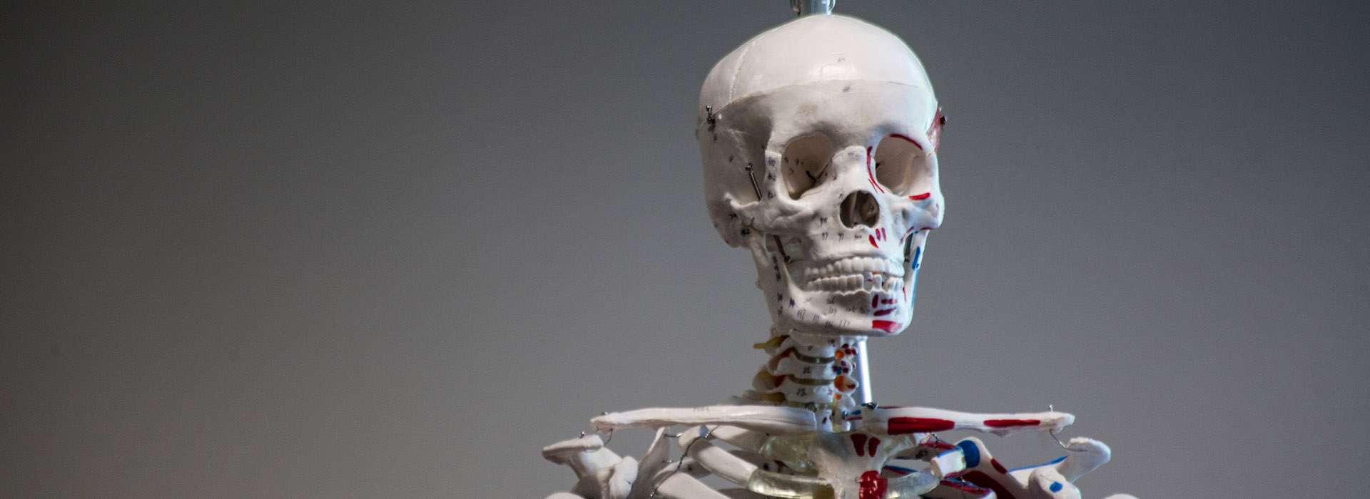 medical model of a skeleton