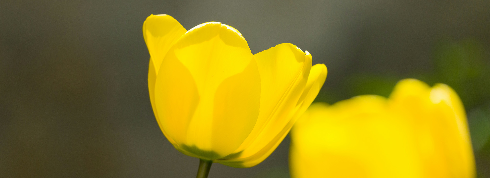 Yellow Tulip