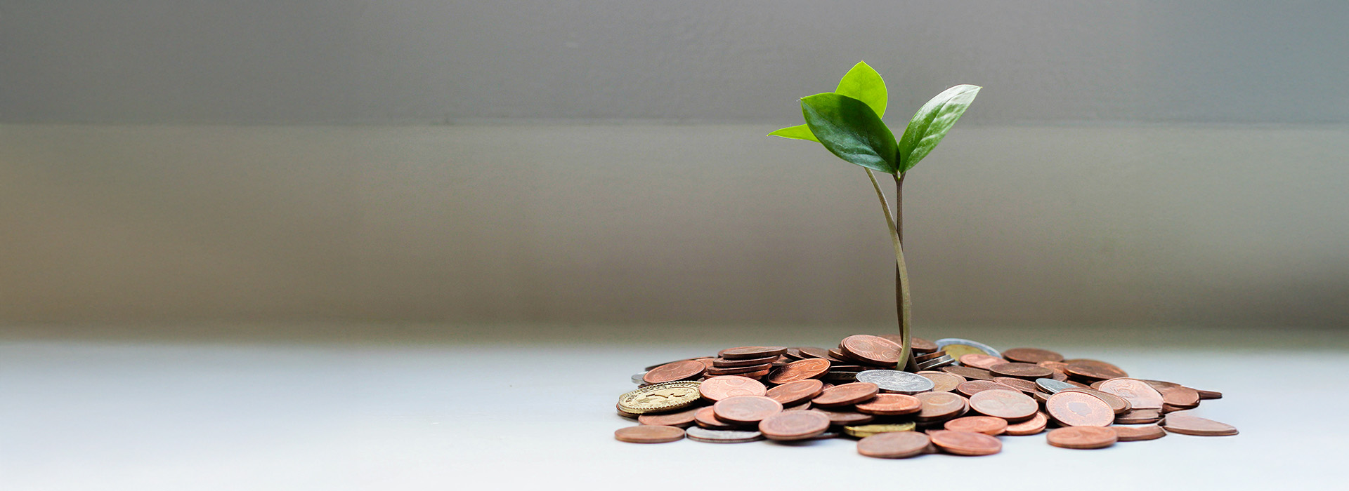 a sprig of a plant emerging from a pile of coins