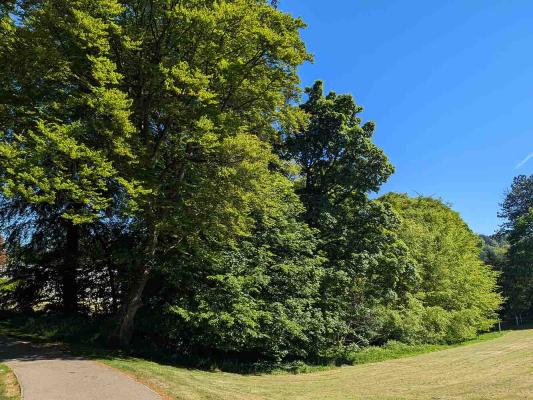 Veteran-beech-trees-1333