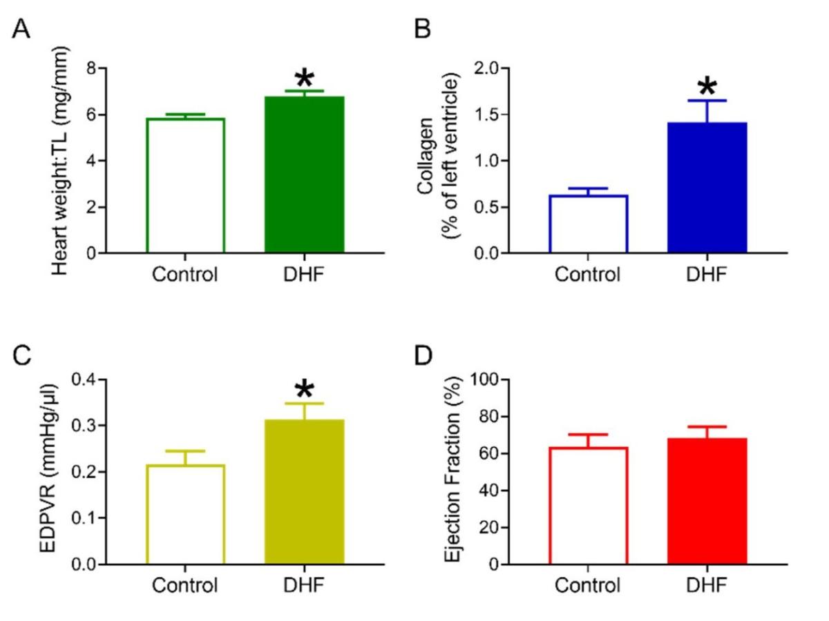 Cardiac-structural-and-functional-changes-associated-with-DHF