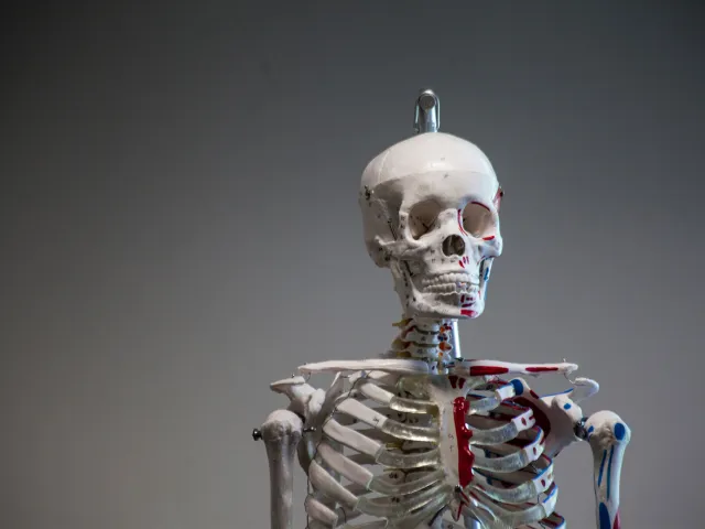 medical model of a skeleton
