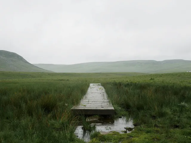 Bridge in grassy field
