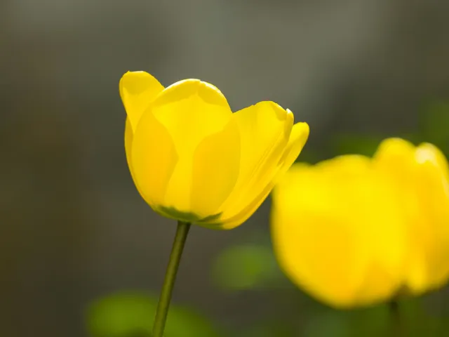 Yellow Tulip