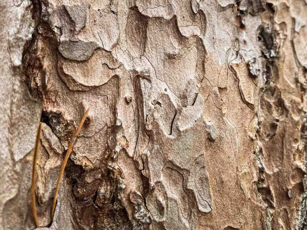 tree bark