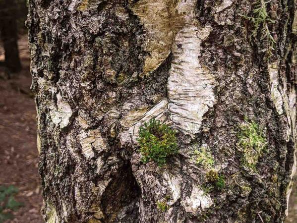 Tree bark with moss