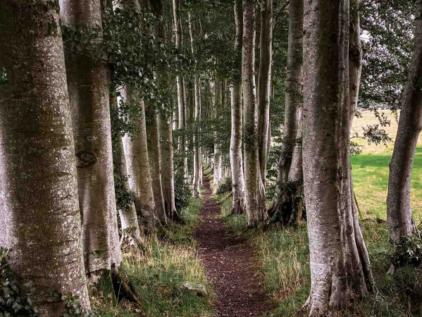 Path in the middle of wooded area